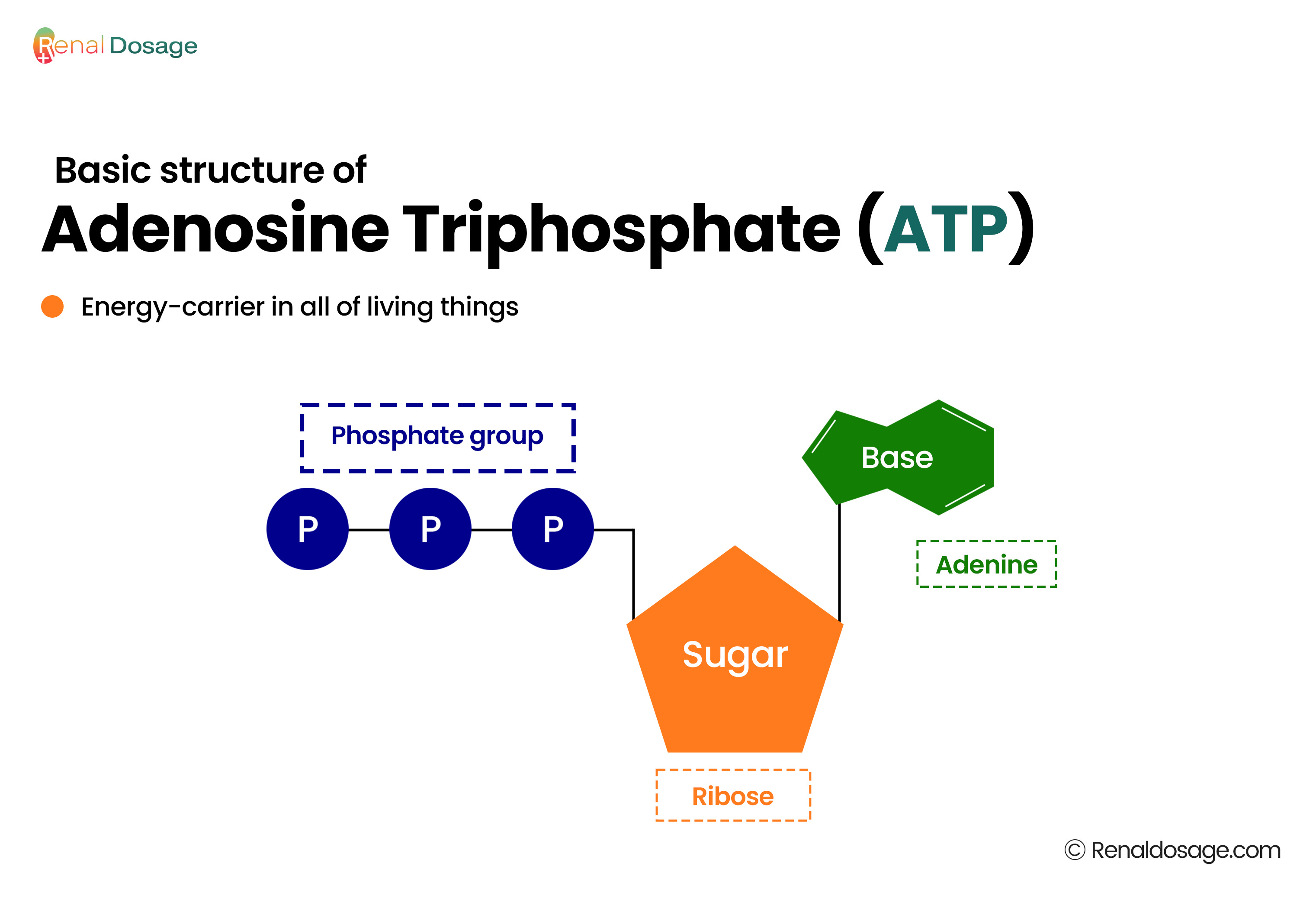 basis struture of atp